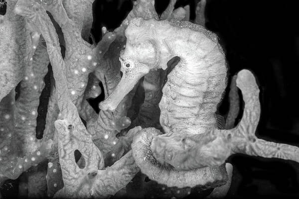 Black Poster featuring the photograph Seahorse on the Reef Black and White by Debra and Dave Vanderlaan