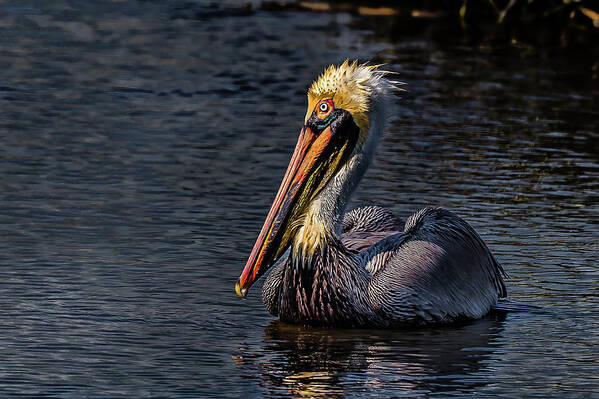 Pelican Poster featuring the photograph Searching For Food by Joe Granita