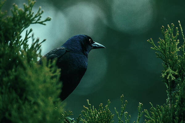 Grackle Poster featuring the photograph Searching by Rich Kovach