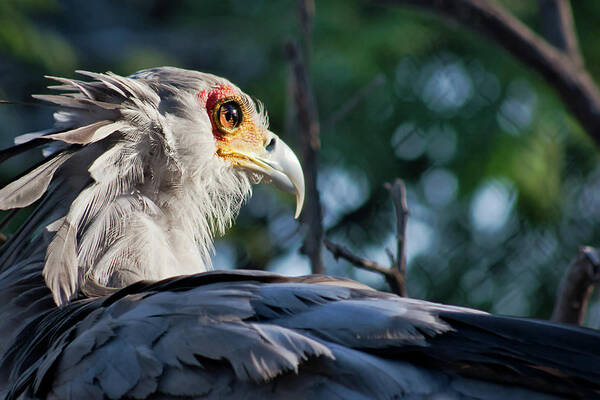 Secretarybird Poster featuring the photograph Secratary Birds Good Side by American Landscapes