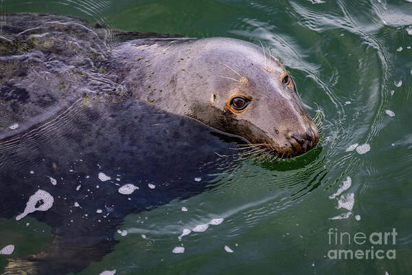 Seal Poster featuring the photograph Seeking a Handout by Jim Gillen