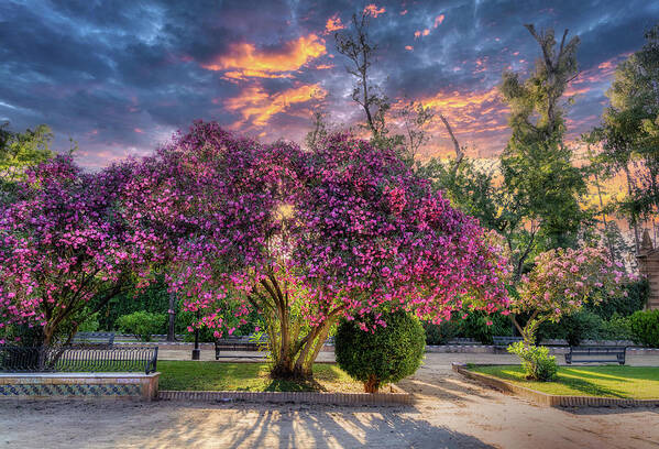 Seville Poster featuring the photograph Seville - Jardines de murillo by Micah Offman