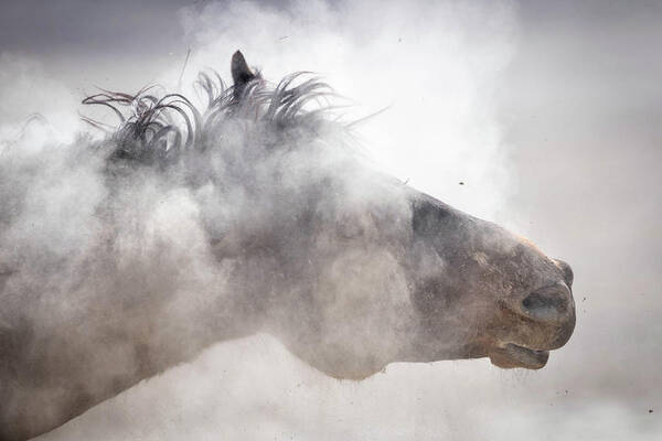 Mustang Poster featuring the photograph Shakin it off by Julie Argyle