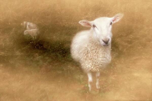 Sheep Poster featuring the photograph Sheep Hear My Voice by Marjorie Whitley