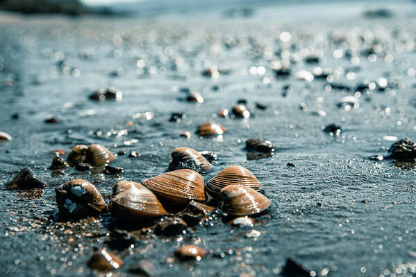 Art Poster featuring the photograph Shells On a Wet Sandy Beach Along The Columbia River by Jason McPheeters