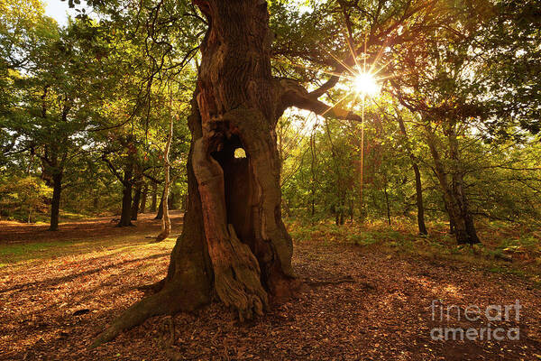 Sherwood Forest Poster featuring the photograph Sherwood Forest Oak Tree, Nottingham, England by Neale And Judith Clark