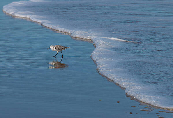 Ocean Poster featuring the photograph Shore Bird by Phil And Karen Rispin