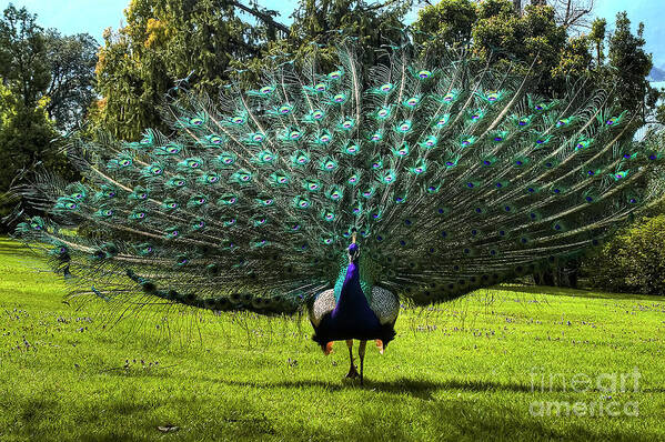 Peacock Poster featuring the photograph Showing Off by Paolo Signorini