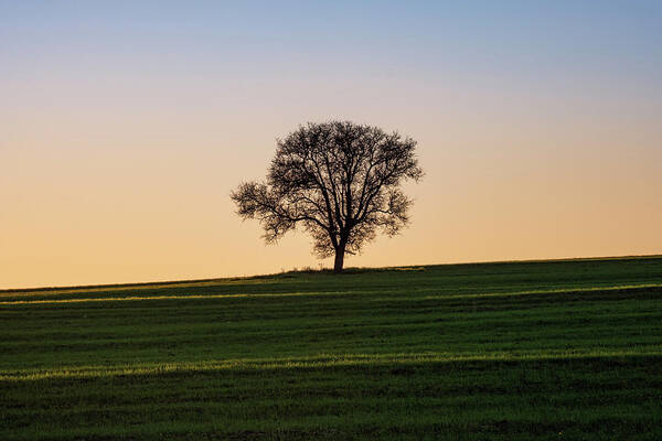 Leafless Poster featuring the photograph Silhouette of Lone Leafless Tree at Sunset by Alexios Ntounas