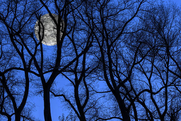 Poplar Poster featuring the photograph Silhouetted Trees at Full Moon by Arterra Picture Library