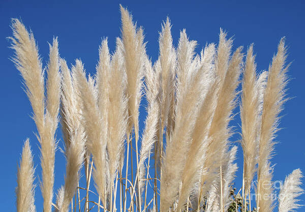 Nature Poster featuring the photograph Silky Pampas Grass by Abigail Diane Photography