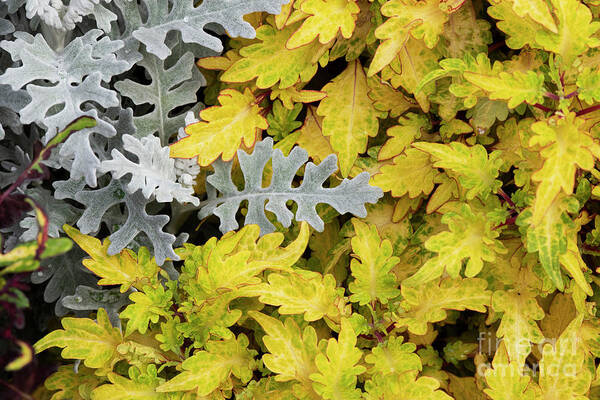 Senecio Cineraria Silver Dust Poster featuring the photograph Silver ragwort Silver Dust with Coleus Foliage by Tim Gainey