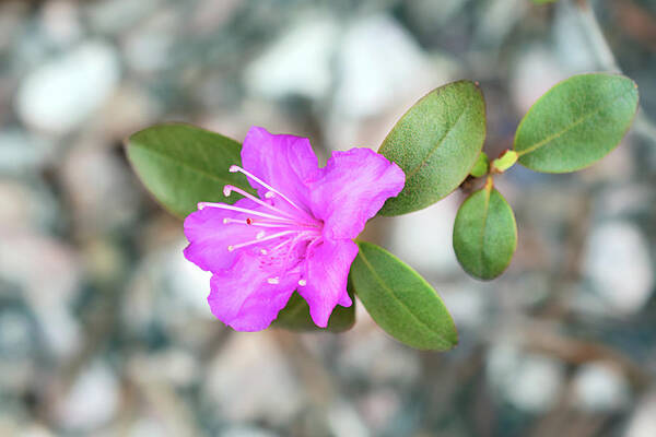 Single Bloom Flower Poster featuring the photograph Single Bloom Purple Rhododendron Blossom by Gwen Gibson