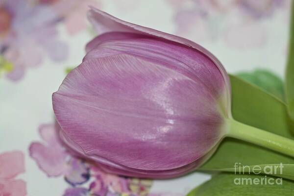 Tulip Poster featuring the photograph Single Tulip on Floral Plate No. 4520 by Sherry Hallemeier