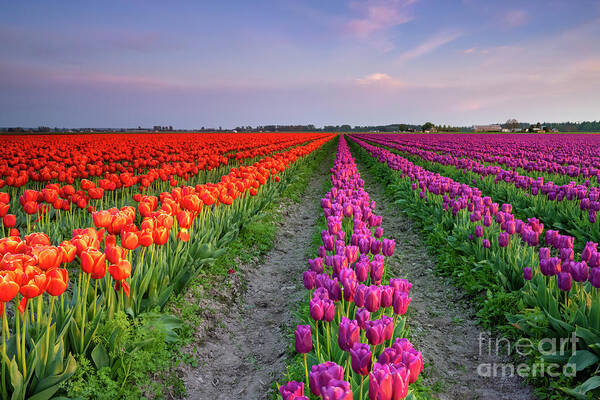 Skagit Valley Poster featuring the photograph Skagit Tulip Dusk by Michael Dawson