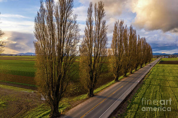 Skagit Poster featuring the photograph Skagit Valley Tree Shadows by Mike Reid