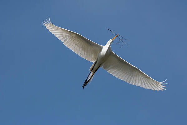 Great Egret Poster featuring the photograph Sky Angel by Rose Guinther