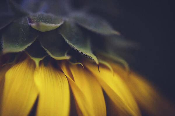 Sunflower Poster featuring the photograph Sleep Now - Sunflower by Ada Weyland
