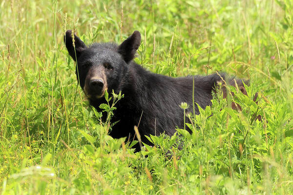 Bear Poster featuring the photograph Smoky Mountains - Black Bear in the Meadow by Susan Rissi Tregoning