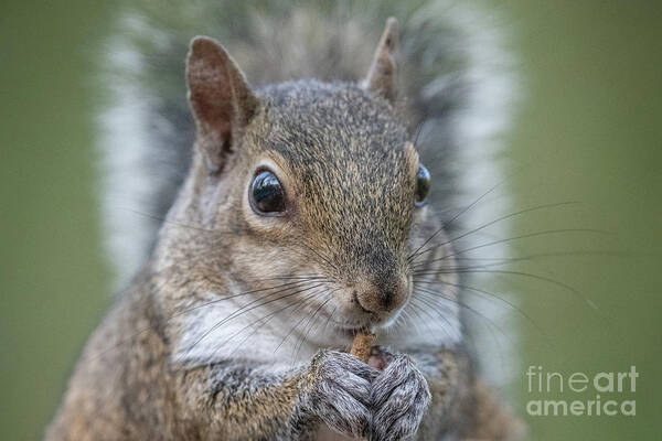 Eastern Gray Squirrel Poster featuring the photograph Snack by John Hartung  ArtThatSmiles com