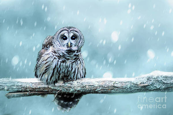 Bird Poster featuring the photograph Snow Bound Barred Owl by Ed Taylor