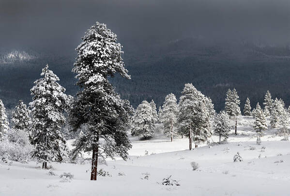 Pagosa Peak Storm Poster featuring the photograph Snow on Ponderosa Pines by Mark Langford