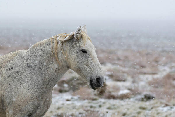 Wild Horses. Horses Poster featuring the photograph Snow Queen by Mary Hone