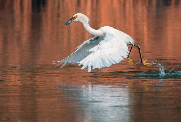 Snowy Egret Poster featuring the photograph Snowy Egret 7967-082520-2 by Tam Ryan