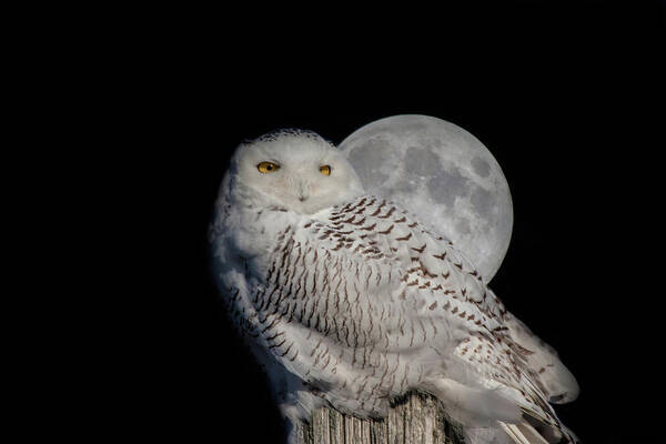 Animals Poster featuring the photograph Snowy Owl on the Moon by Jeff Folger