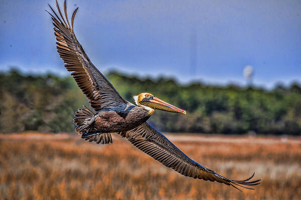 Pelican Poster featuring the photograph Soaring Pelican by Joe Granita