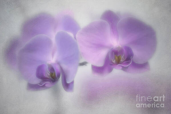 Pale Poster featuring the photograph Soft Orchids by Priska Wettstein
