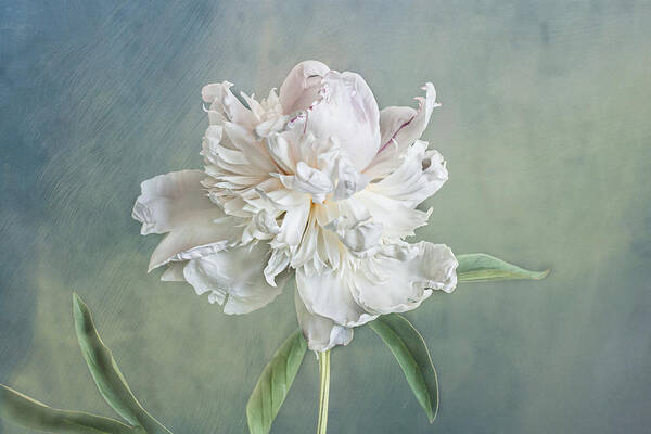 Peony Poster featuring the photograph Softness Becomes You by Maggie Terlecki
