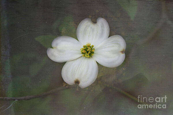 Dogwood Poster featuring the photograph Solitary Dogwood Bloom by Amy Dundon