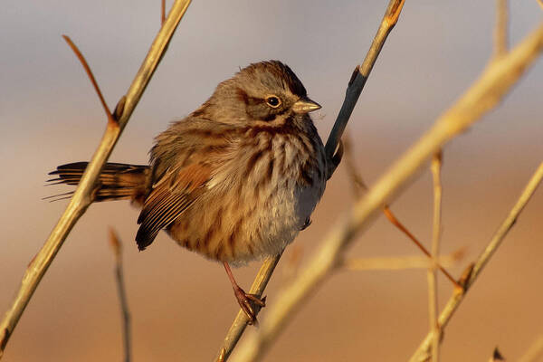 Song Sparrow Poster featuring the photograph Song Sparrow Portrait by Cascade Colors