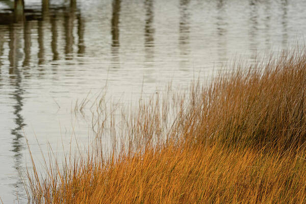 Marsh Poster featuring the photograph Sound Reflections by Joni Eskridge