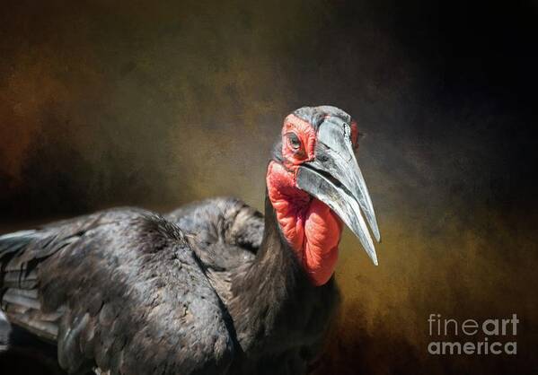 Southern Ground Hornbill Poster featuring the photograph Southern Ground Hornbill3 by Eva Lechner