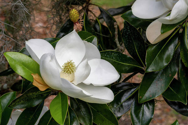 Southern Magnolia Poster featuring the photograph Southern Magnolia Flower by Bradford Martin