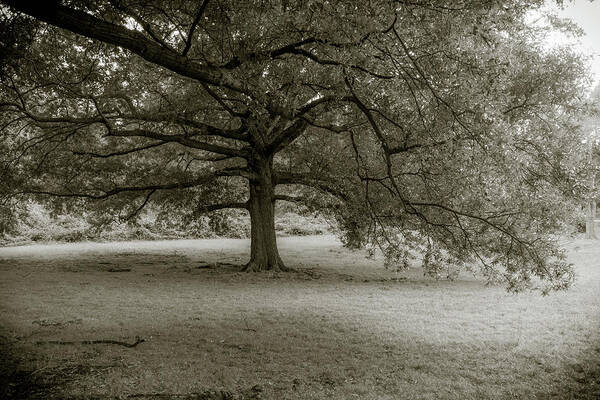 Tree Poster featuring the photograph Southern Tree Inspired by Sally Mann by Liz Albro