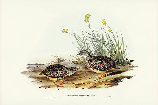Sparkling Hemipode Poster featuring the drawing Sparkling Hemipode, Hemipodius scintillans by John Gould