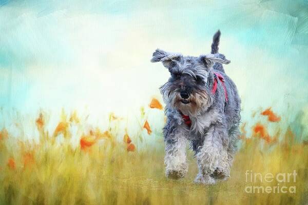 Miniature Schnauzer Poster featuring the photograph Speedy by Eva Lechner