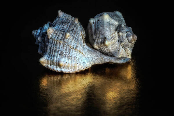 Italian Beach Shells Poster featuring the photograph Spiral Shells by Wolfgang Stocker