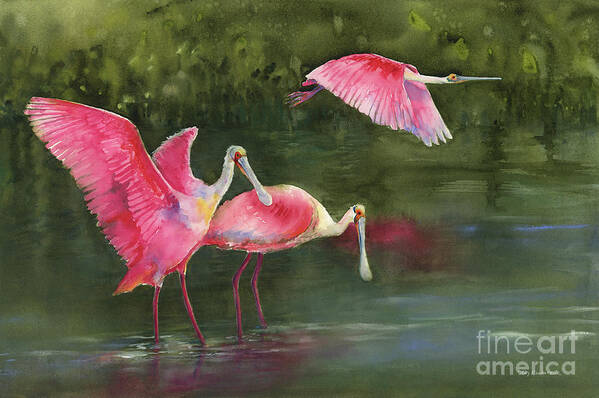 Watercolor Spoonbills Poster featuring the painting Spoonbills by Amy Kirkpatrick
