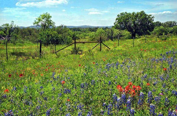 Texas Poster featuring the photograph Spring at it's Finest by Lynn Bauer