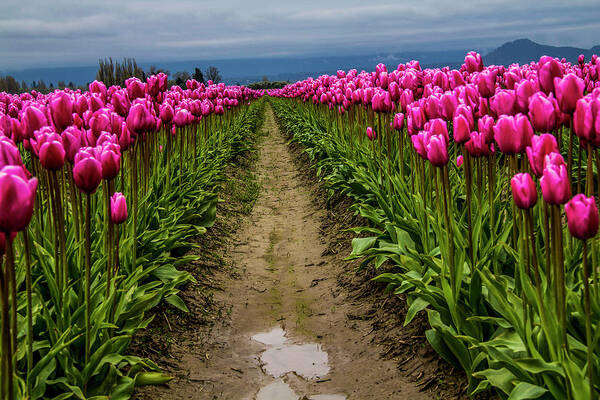 Amidst This World Pandemic Poster featuring the photograph Spring Beauty by Doug Scrima