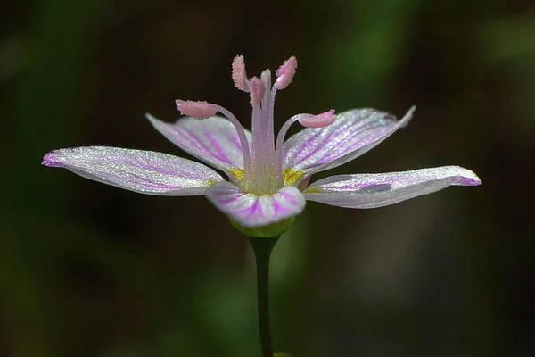 Spring Beauty Poster featuring the photograph Spring Beauty by Tana Reiff