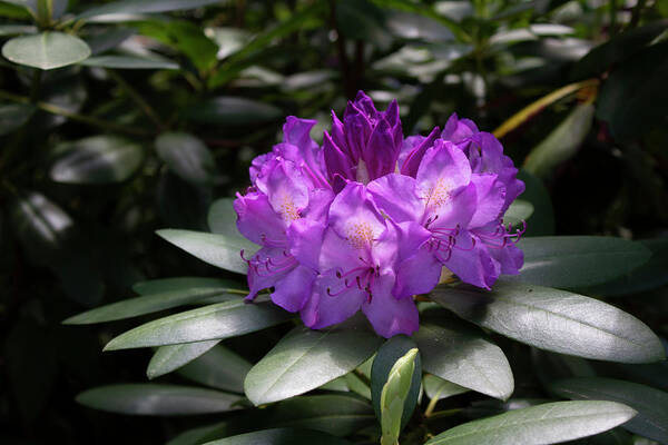 Close Up Color Photography Of A Rhododendron Blossom. Poster featuring the photograph Spring Blossom by Geoff Jewett