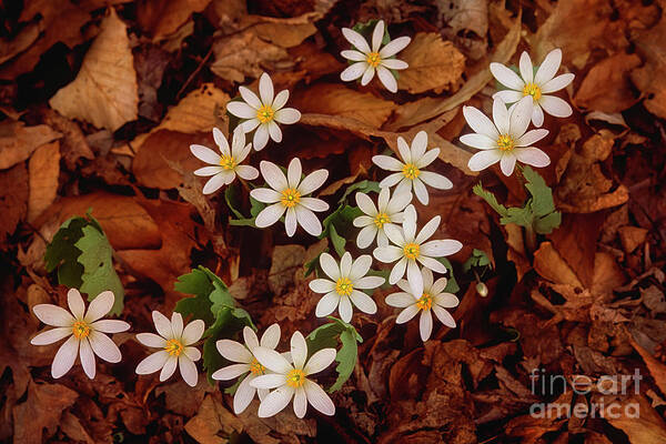 Signs Of Spring Poster featuring the photograph Spring ephemeral Bloodroot cluster FL4508-2 by Mark Graf