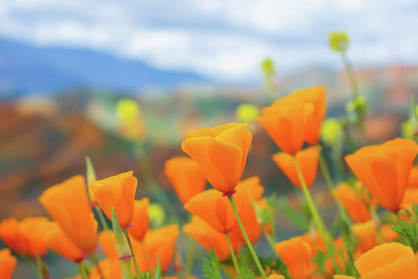 California Poppy Poster featuring the photograph Spring Poppies Walker Canyon by Kyle Hanson