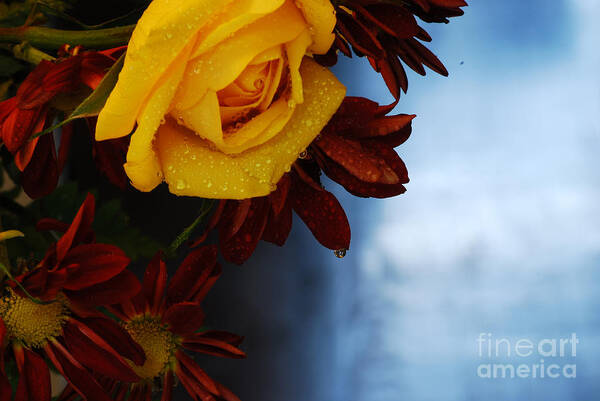 Yellow Rose Poster featuring the photograph Spring Rain by Nancy Bradley