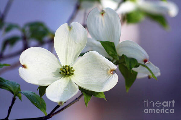 Dogwood; Dogwood Blossom; Dogwood Blossoms; Blossom; Blossoms; Tree; Dogwood Tree; Raindrops; Flower; Purple; Lavender; Blue; White; White Flower; White Blossom; Wet; Water; Water Drops; Horizontal; Macro; Floral; Botanical Poster featuring the photograph Spring Rain on Dogwood Blossoms by Tina Uihlein
